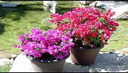 4 Tips To Grow Bougainvillea At Home - Gardening Tips