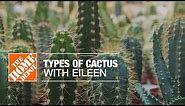 Types of Cactus with Eileen | Indoor House Plants | The Home Depot