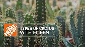 Types of Cactus with Eileen | Indoor House Plants | The Home Depot