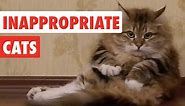 Inappropriate Cats | Funny Cat Video Compilation 2017