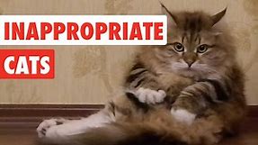 Inappropriate Cats | Funny Cat Video Compilation 2017