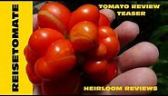 ⟹ Reisetomate Tomato, Voyage, Solanum lycopersicum, tomato review 2016