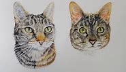 The stages of two pretty... - Pet Portraits By Hannah Page