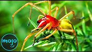 Top 10 Most Venomous Spiders On Earth