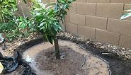 how to plant a citrus (AZ Sweet Orange) tree in Arizona