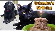 Talking Kitty Cat 35 - Sylvester's Birthday 2014