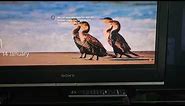 Working Sony KDL-32S3000 32" Inch 16:9 BRAVIA S LCD HDTV HDMI it's a perfect picture on Freeview