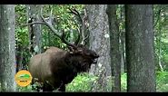 Elk Viewing in Pennsylvania