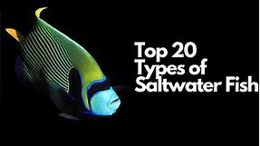 Top 20 Types of Saltwater Fish 🐠 (Most Popular Saltwater Fish)