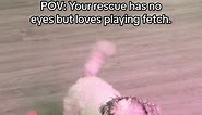 Cute Dog Playing Fetch: POV of a Rescued Dog without Eyes