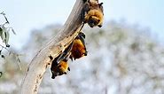 10 Facts about Flying Foxes - WWF-Australia |  10 Facts about Flying Foxes | WWF Australia