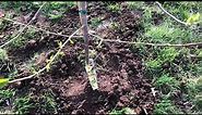 Planting Young Jonathan Apple Tree & Information (Video 1)
