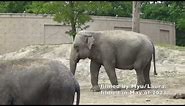 Asian Elephants Zookeeper talk & feeding at Zoo Planckendael in Mechelen