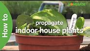How To Propagate Indoor House Plants | Indoor Plants | Homebase