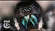 Inside a Jumping Spider’s Brain | ScienceTake | The New York Times