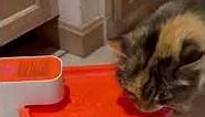 The Ok Cat uses the Pawaii Pet Fountain 😸❤️Ok #cat #cats #catvideos #cutecat