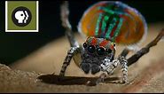 Peacock Spider Mating Dance