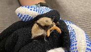 For the first time, eastern small-footed bat found in Minnesota