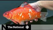 Giant, disruptive goldfish taking over Canada's waterways