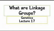 What are Linkage Groups/ Genetics / Lecture 17
