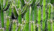 Types Of Cactus In Texas - Texas Capital Forum & Coalition