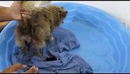 Pomeranian gives birth - breech