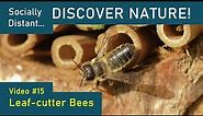 What are Leafcutter Bees? - Discover Nature #15
