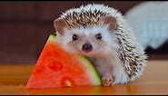 CUTEST Tiny Hedgehog Eating Food | Funny Everyday Compilation