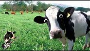 I'm a Cow Song