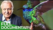 David Attenborough Presents: Hummingbirds - Jewelled Messengers | Free Documentary Nature