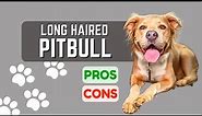 Long Haired Pitbull Dog: Can Pitbulls Have Long Hair?