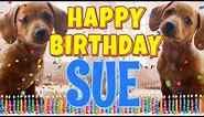 Happy Birthday Sue! ( Funny Talking Dogs ) What Is Free On My Birthday