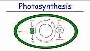 Photosynthesis - Light Dependent Reactions and the Calvin Cycle
