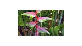Plant Profile: Heliconias - Gardening Australia