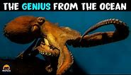 Giant Pacific Octopus - One of the Smartest Ocean Animals