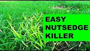 How to get rid of nutsedge in the lawn, the easy way!