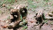 Sloth vs Snake: Fearless Sloth Crawls Past an Anaconda in Viral Video