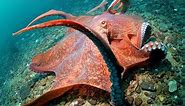 Meet the largest octopus in the world | Oceana