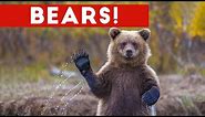 Funniest Cute Bear Video Compilation 2016 | Funny Pet Videos