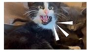 Hissing Cat Completely Transforms In Two Months