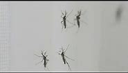 First genetically modified mosquitoes released in Florida Keys