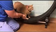 Fat Cat Weighing Nearly 40 Pounds Goes on Diet, Takes Step on Exercise Wheel
