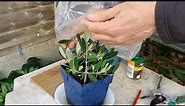 How to grow an Olive tree from cuttings