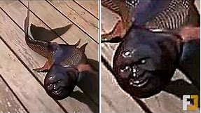 10 Weirdest Fish Captured By Humans