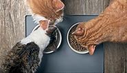 The Very Best Diet for Cats, According to Vets