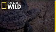 Baby Turtle Swimming Frenzy | Nat Geo Wild