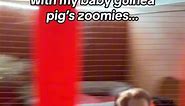 I immediately regret this decision! 😳📹🐹💨 #zoomies #guineapigzoomies #guineapigs #Meme #haypigs #willferrell #anchorman #ronburgundy #babyguineapigs #funnypets | HayPigs