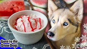Watermelon Ice Cream For Dogs | Frozen DIY Dog Treats Recipe 101