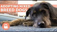 10 Reasons for Adopting MIXED BREED DOGS 🐶