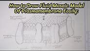 How to draw fluid mosaic model of plasma membrane। Esha